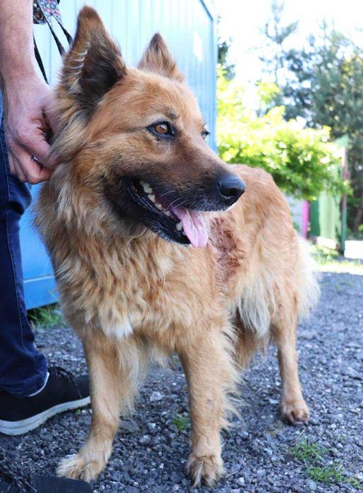 Piękna sunia pilnie szuka domu