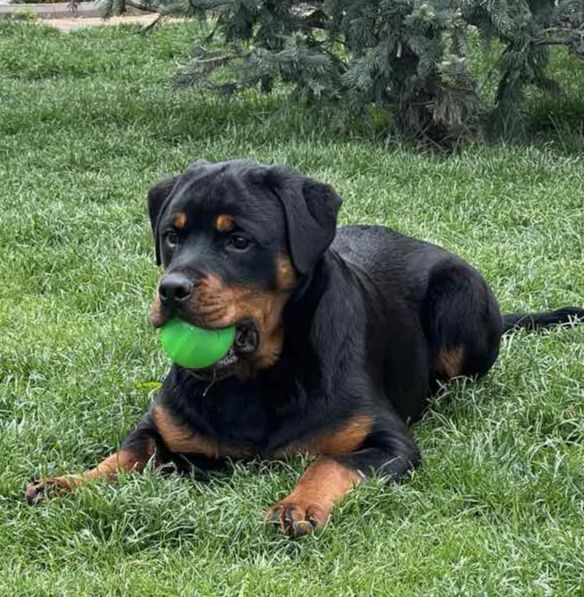 Цуценята ротвейлера шукають новий дім.