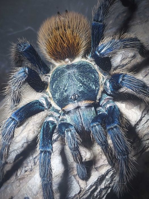 Ptasznik Pająk Chromatopelma cyaneopubescens samica z terraraium