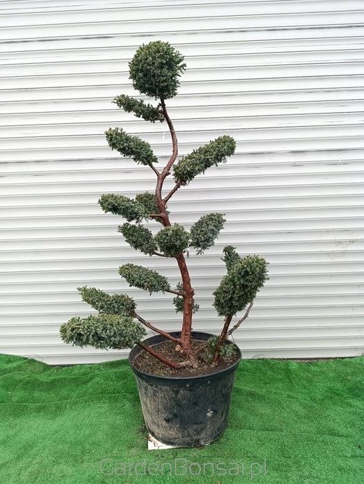 Donica z Bonsai z jałowca chińskiego 'BLUE ALPS' - 150 cm