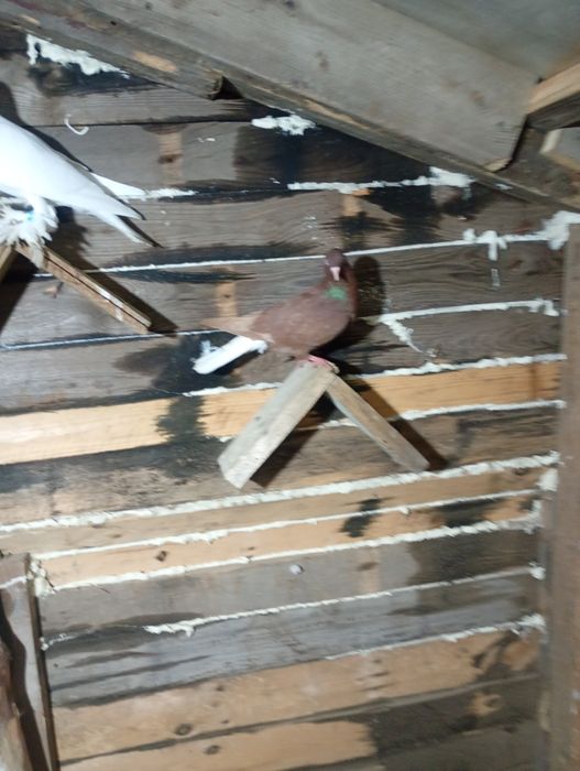 Wyszwańce gołembie