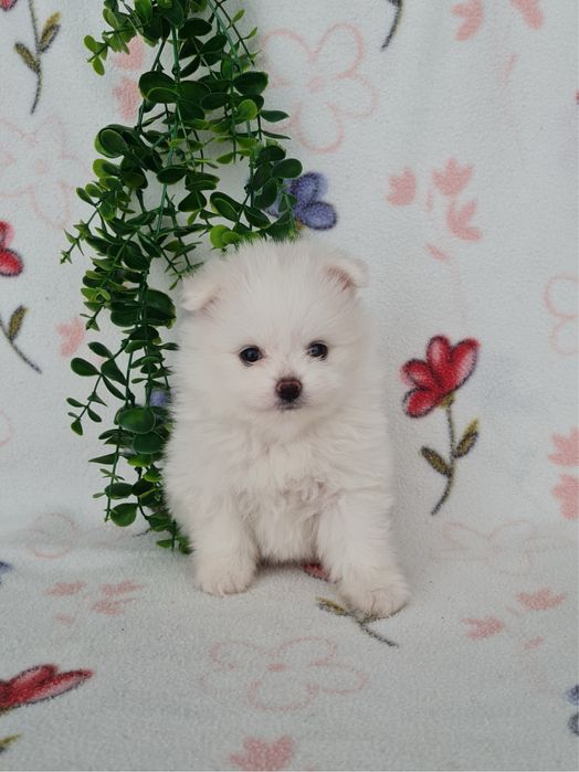 Estupendo mini mini 600g Lulu da Pomerânia / Spitz Alemão Anão de Qualidade