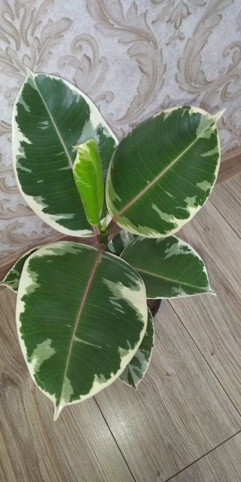 Фікус Тінеке,Бейліз,Абіджан,Шріверіана