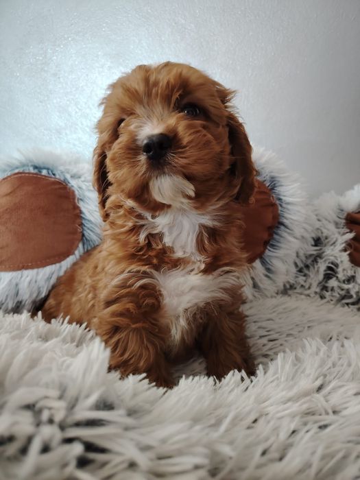 Cavalier-pudel-cavapoo