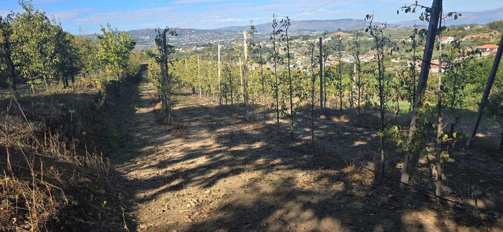 Vende-se Quinta de Santo Antonio