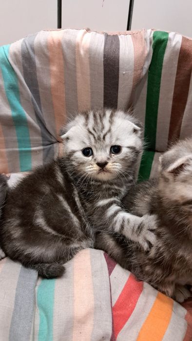 Шотландские котята Вислоушки и Прямоушки