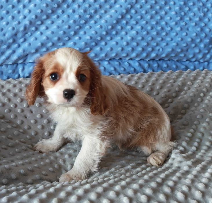 Cudowna dziewczynka rasy CAVALIER !  Gotowa do odbioru !