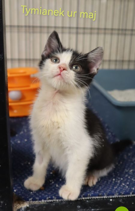 Tymianek - mały bohater szuka swojego człowieka