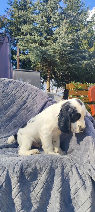 Uroczy Piesek Cocker Spaniel  • GOTOWE DO ODBIORU •