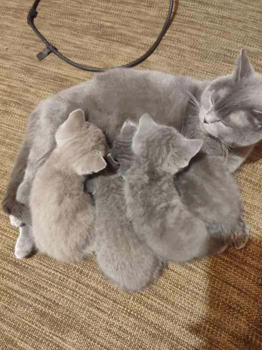 Британські кошенята