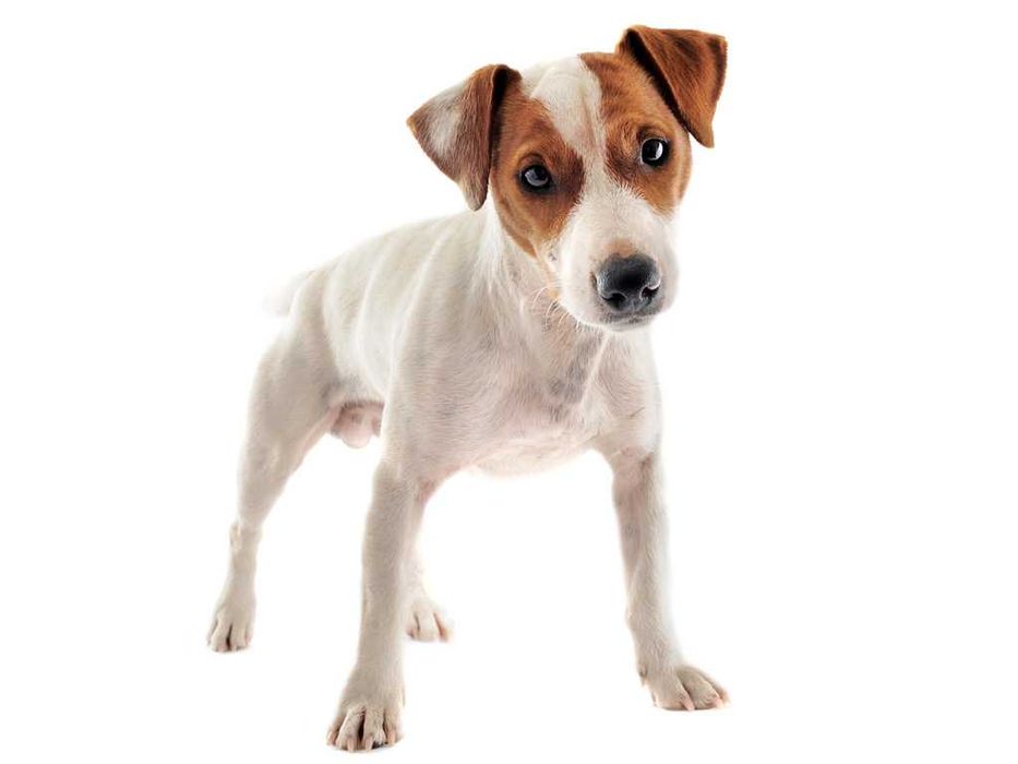 Перетримка тварин. Гарні умови. Любим і котиків і собак)