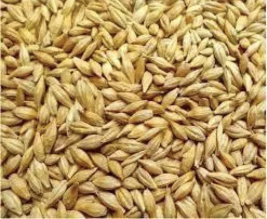 Продаю зернові культури