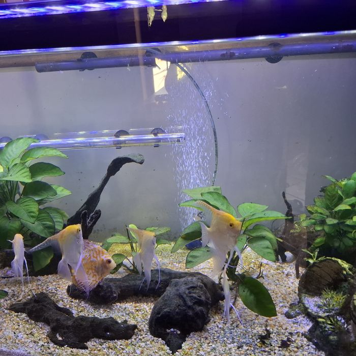 (VALOR FiXO) Aquario de 300 Lts, móvel, e luminaria de led incluído.