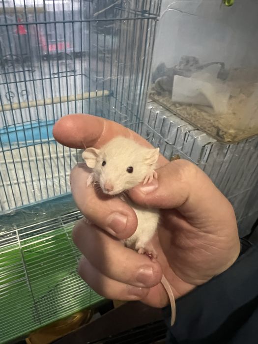 Кремовые крыски ДАМБО ( 1 месяц)