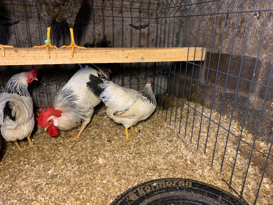 Jaja lęgowe kur włoszek