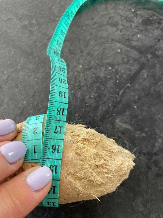 Twardy gryzak L dla psa naturalny patyk z drzewa kawowego Chewies M