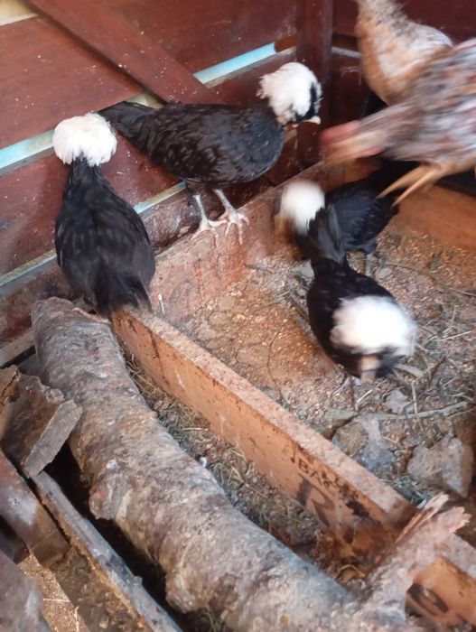 Pintos paduanas .