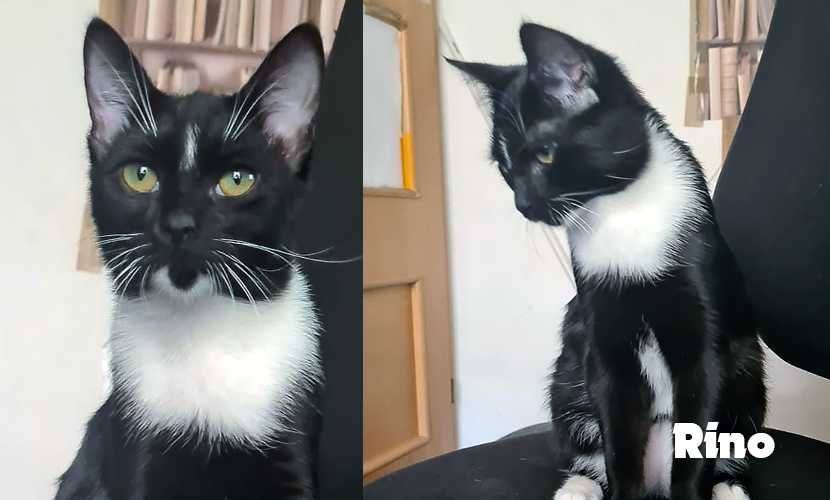 Słodki kocurek TIGER i RINO - kotki wychowane od małego z człowiekiem