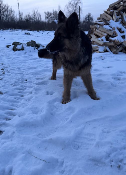 Німецька вівчарка