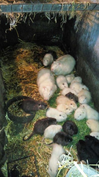 продам нутряче мясо