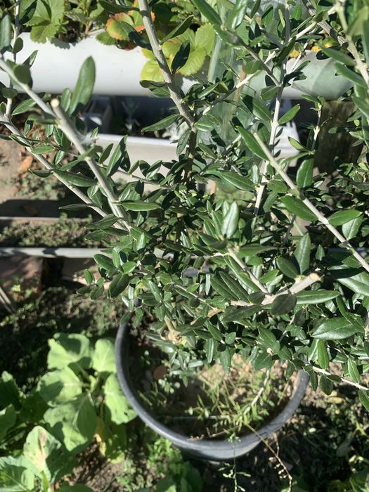 Oliveiras em vaso
