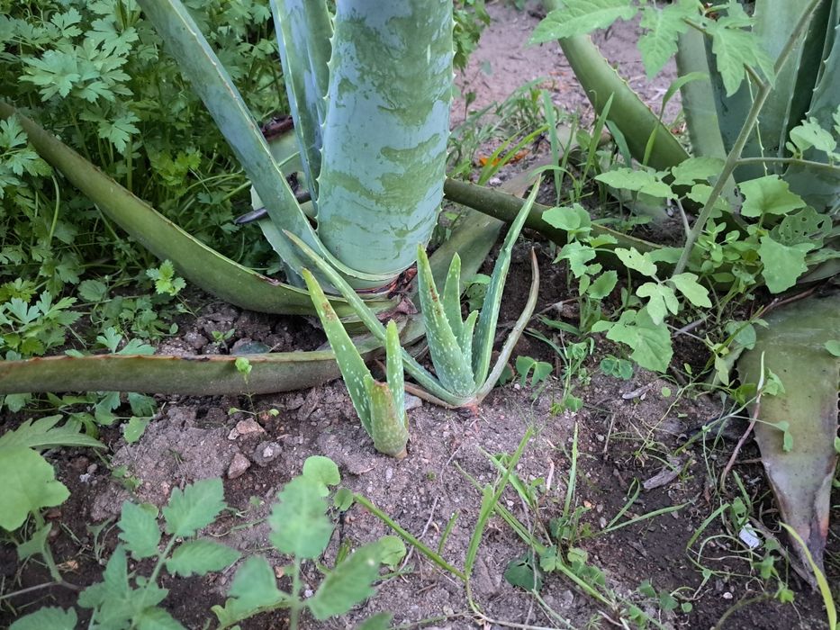 Folha Aloe Vera fresca