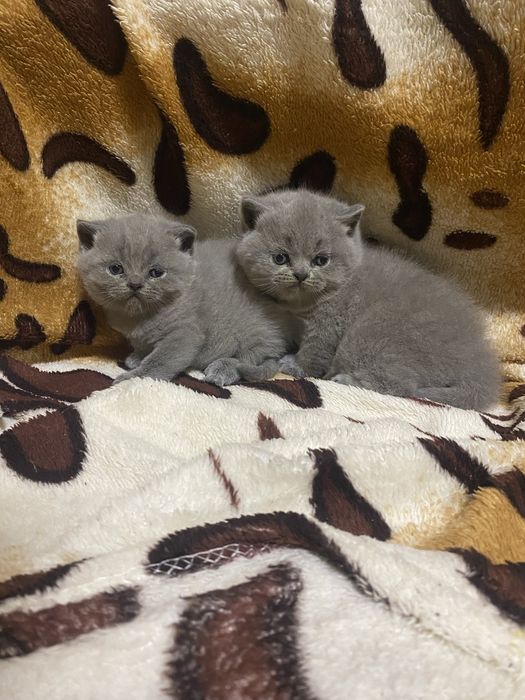 Продам шотландських весловухих котят