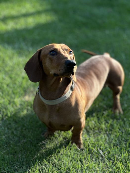 Такса хлопчик для вʼязки