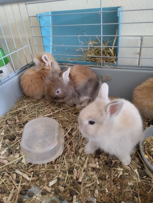 Vendo coelhos anões bebés