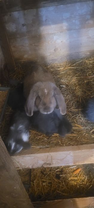 Samica Baran francuski +6 młodych