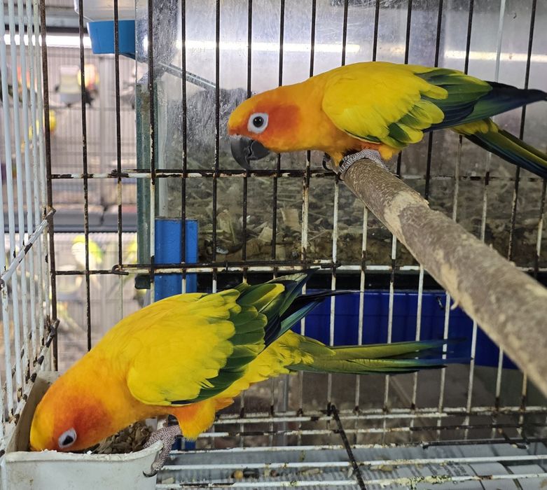 Aratinga Sol muito bonitas