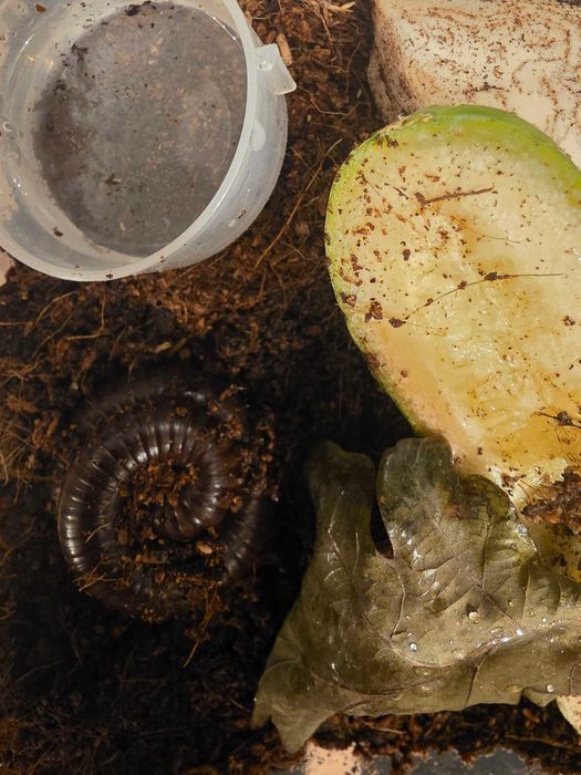 Dwa krocionogi olbrzymie