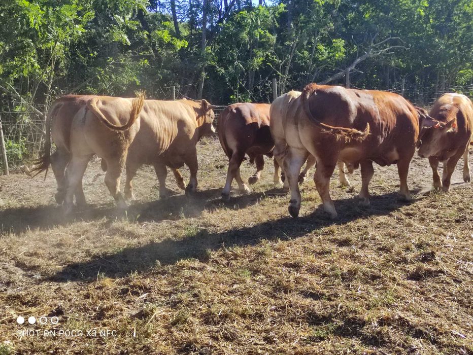 Novilhos gordos