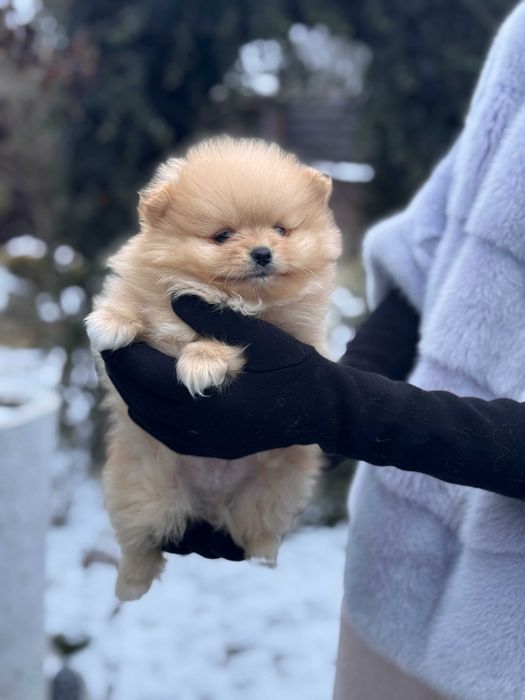 Шикарні цуцики Шпіца