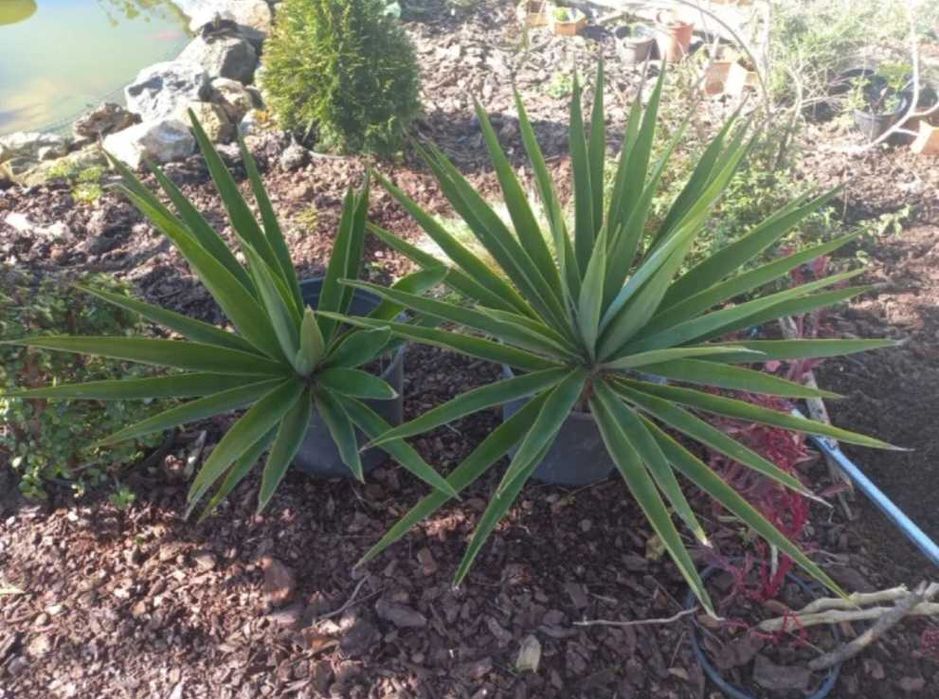 Plantas Yuca com raiz