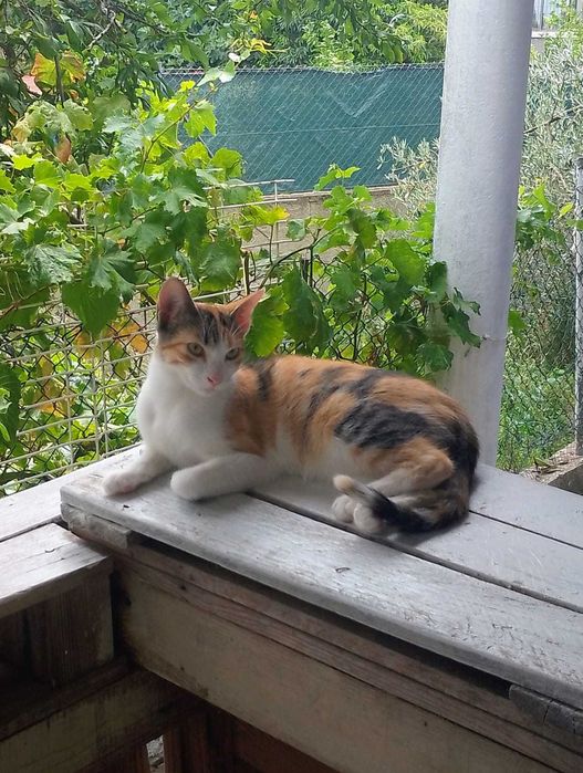 Animais para adoção