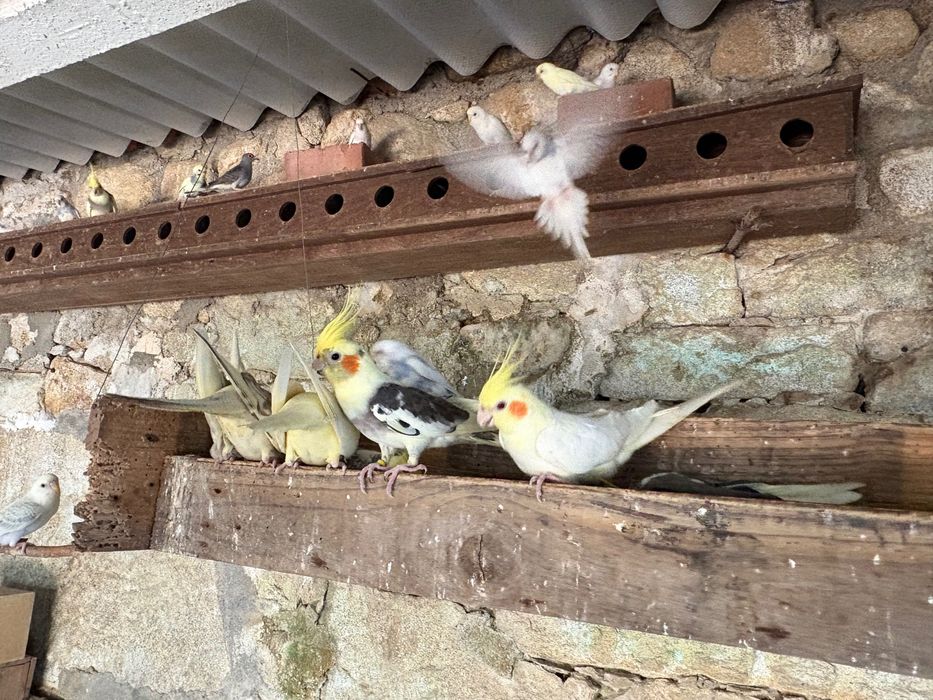 Vendo Caturras, periquitos e rolas diamante
