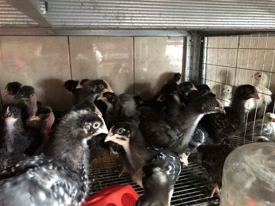 Кури, циплята несучки