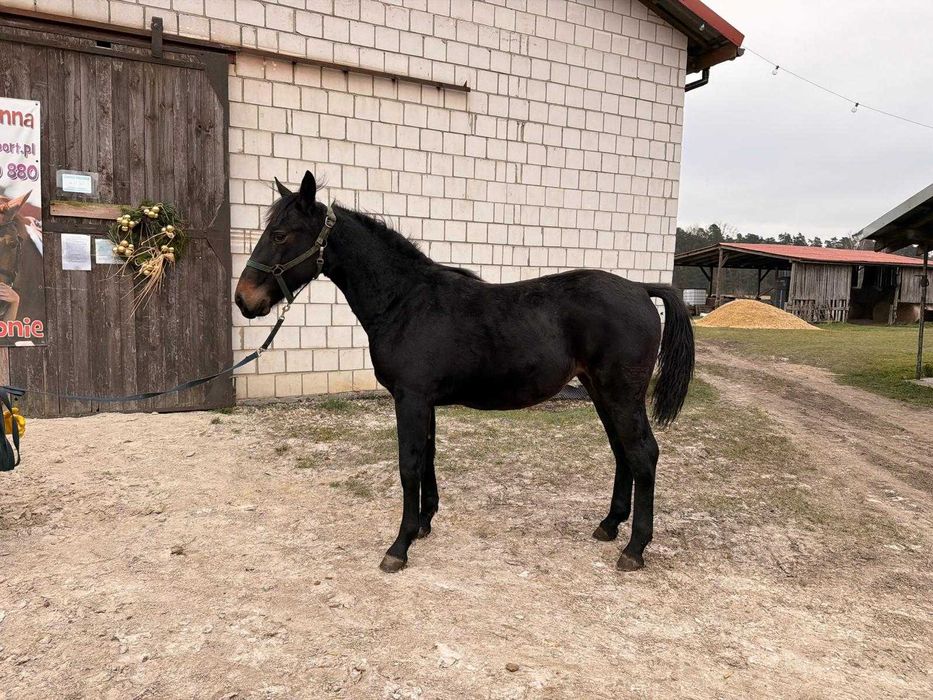 Klacz śląska z 2025