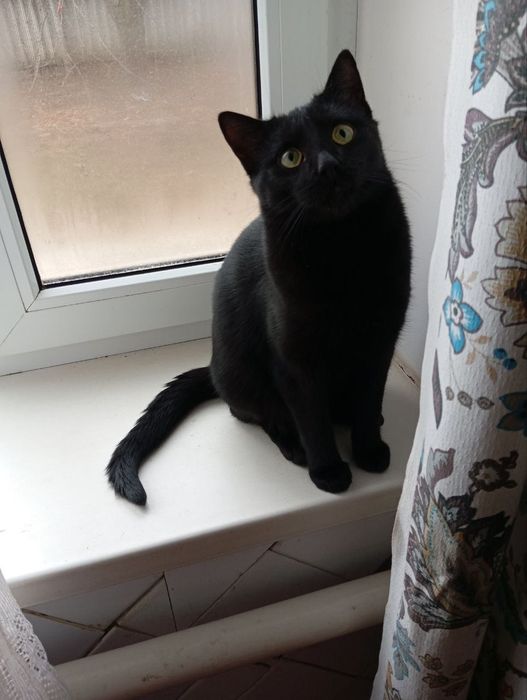 Котята отдам котики молодая кошка