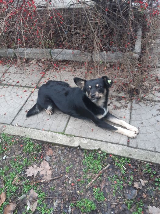 Малиш шукає сім'ю