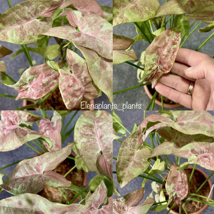 Сингониум Batik variegated, Dark Purple, Orm Nagpum, Oregano, Rayii