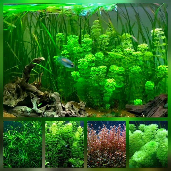 Pack 50x | 4 Espécies de Plantas de Aquário – Baixa Exigência