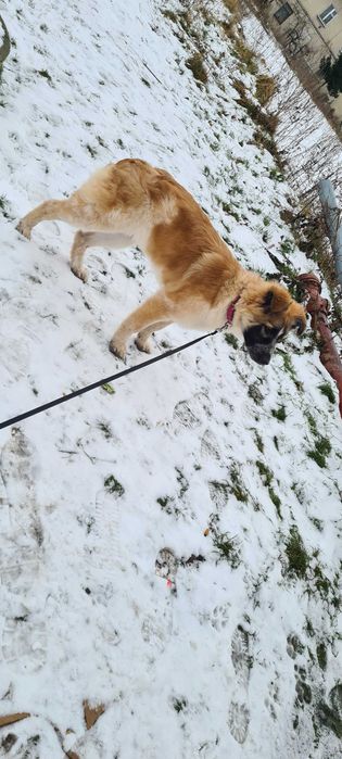 Oddam cudownego szczeniaczka (suczka)