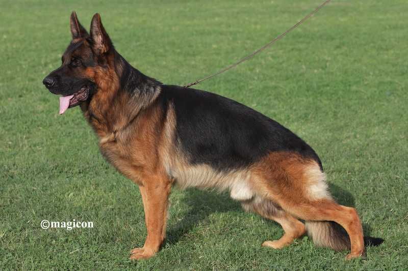 Предлагаю кобеля немецкой овчарки для вязок V Zohan vom Haus Tchorz