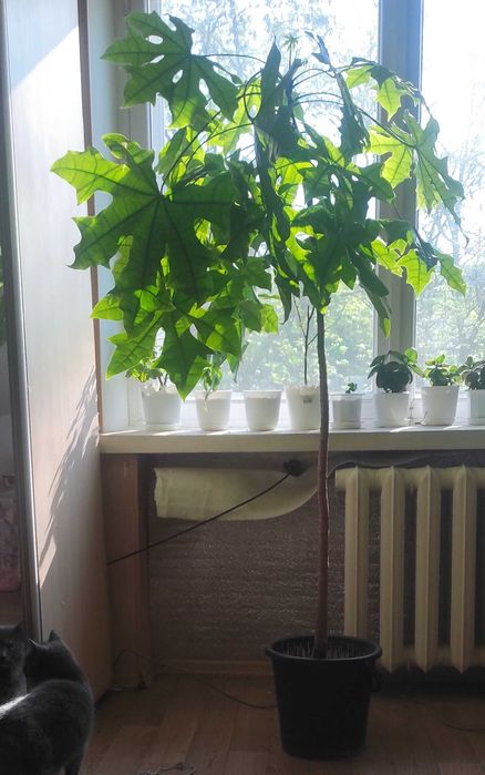 Брахихитон кленолистный (огненное дерево)