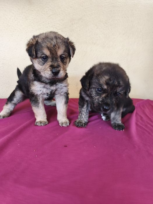 Casal de cães bebés para adoção