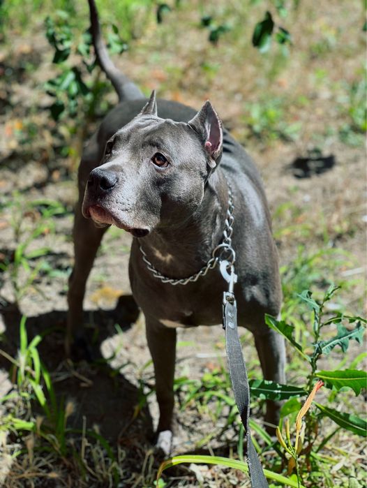 Вязка стаф кобель