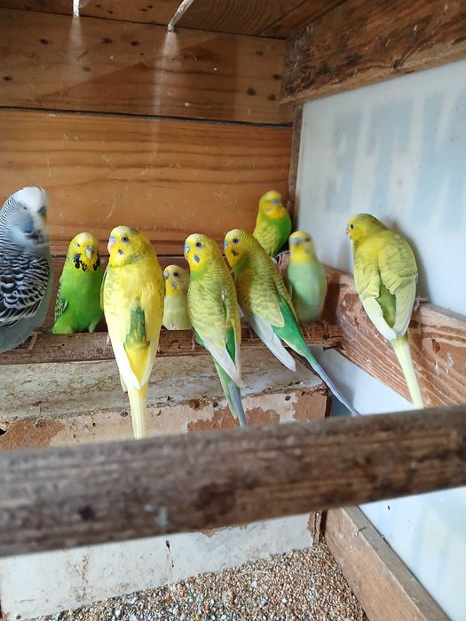 Vendo piriquitos australianos aves 2024