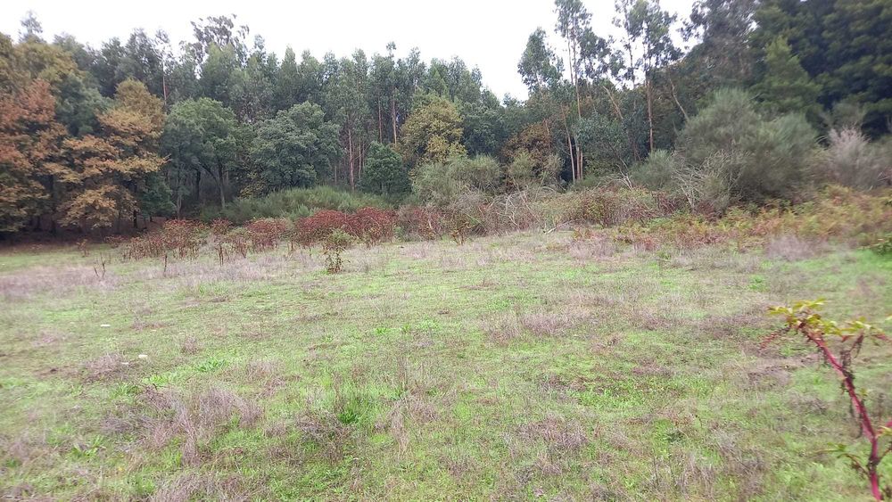 Terreno com 2 aviários